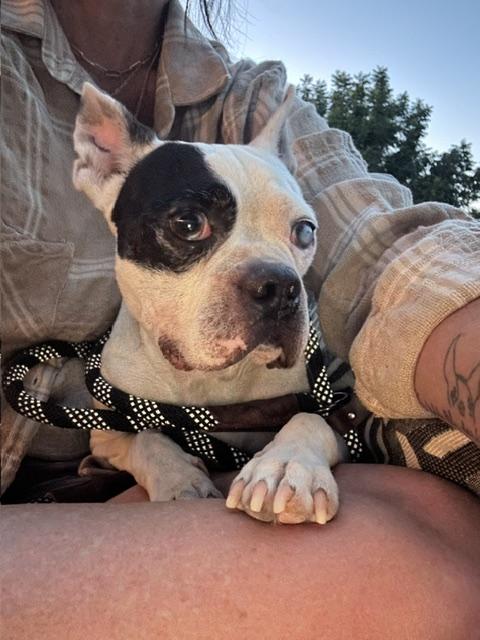 Enlarge Rocky, a Adoptable mixed breed in Madera, CA image 3/3