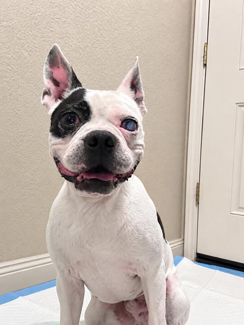Rocky, Adoptable, Adult Male Boston Terrier.