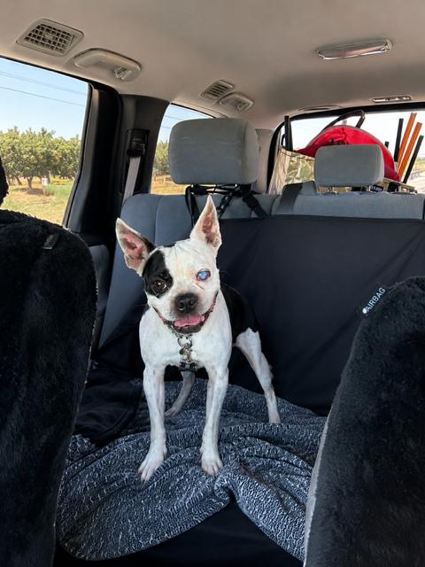 Enlarge Rocky, a Adoptable mixed breed in Madera, CA image 2/3