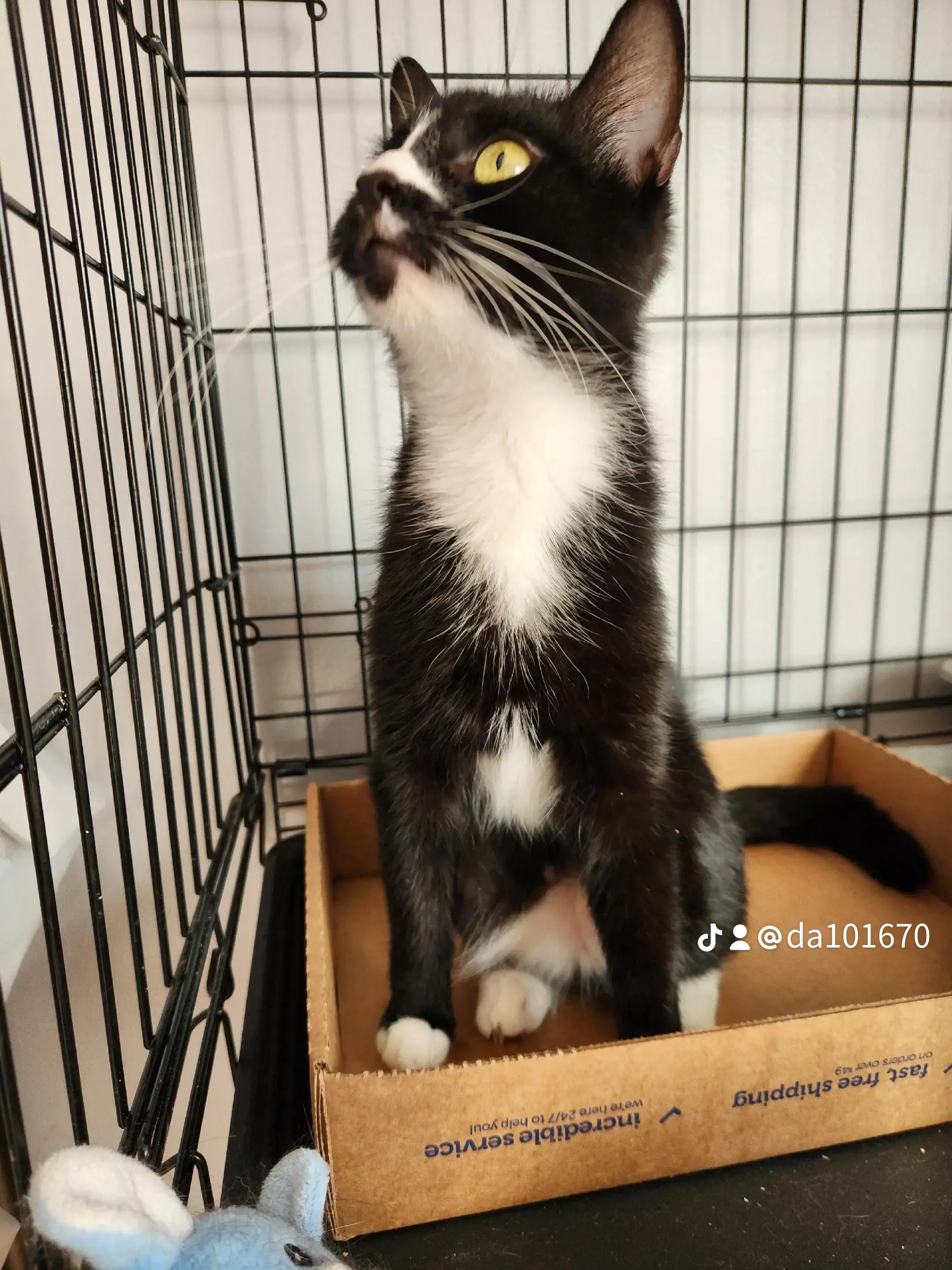 Enlarge Delilah-Queen of Chill, a Adoptable Domestic Short Hair in New York, NY image 2/4