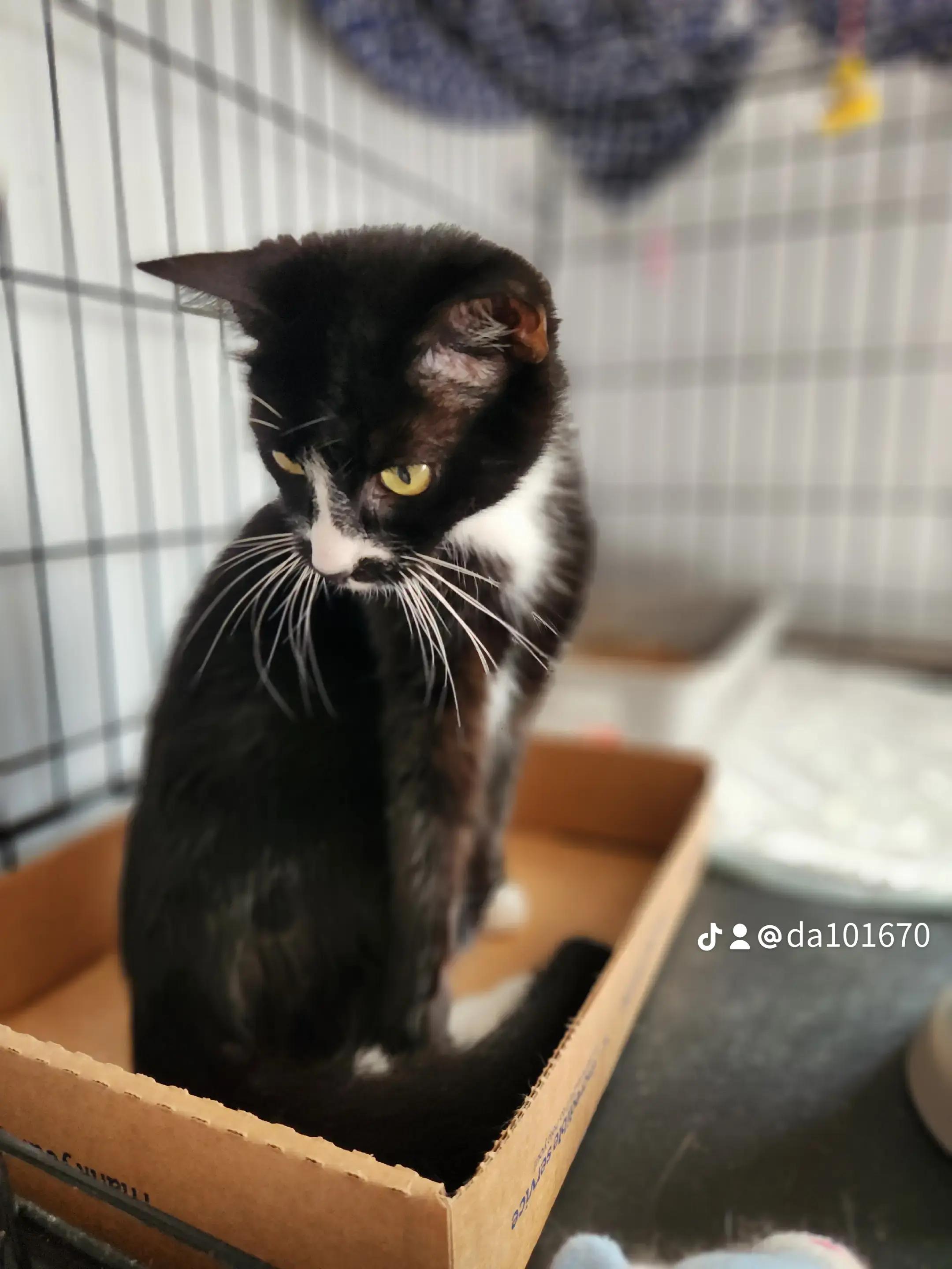 Enlarge Delilah-Queen of Chill, a Adoptable Domestic Short Hair in New York, NY image 3/4