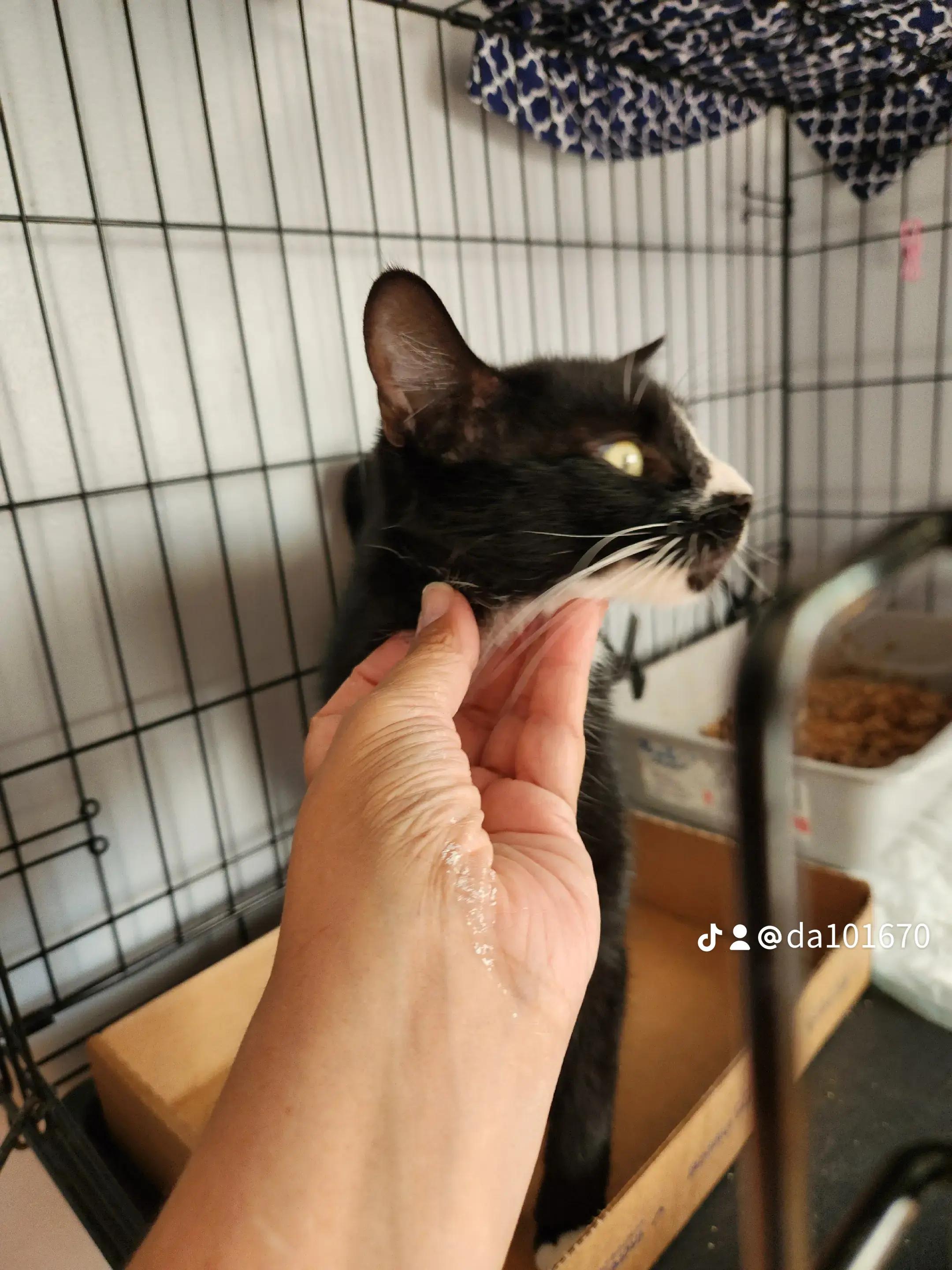 Enlarge Delilah-Queen of Chill, a Adoptable Domestic Short Hair in New York, NY image 4/4