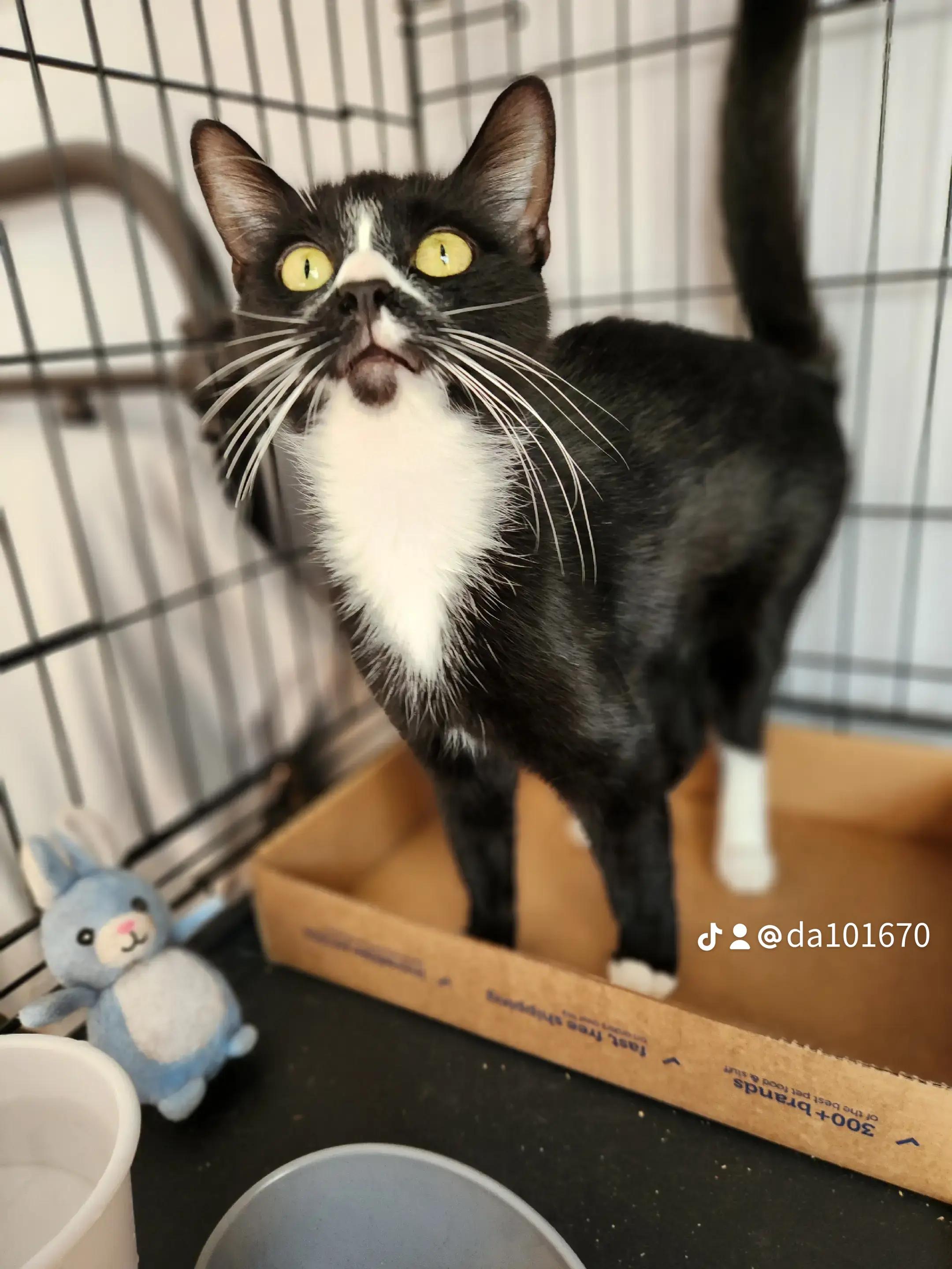 Enlarge Delilah-Queen of Chill, a Adoptable Domestic Short Hair in New York, NY image 1/4