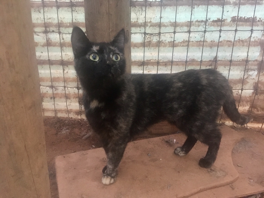 Prima, a Adoptable Domestic Short Hair in Stuart, VA image 1/2