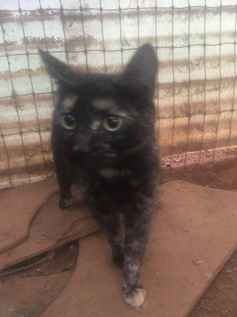 Prima, a Adoptable Domestic Short Hair in Stuart, VA image 2/2