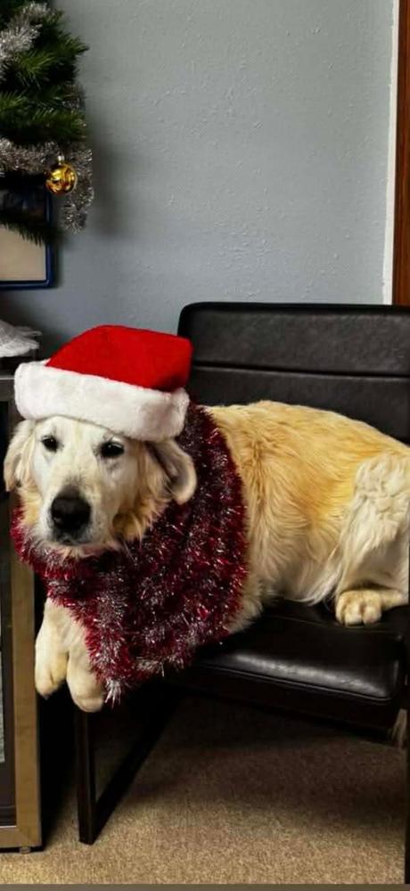 Bear, Adoptable, Adult Male Golden Retriever.