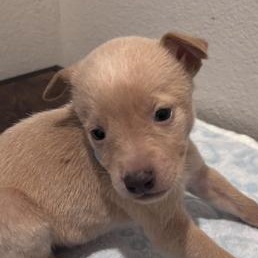 Serena — thumbnail 3