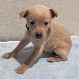 Serena — thumbnail 4