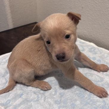 Serena — thumbnail 6