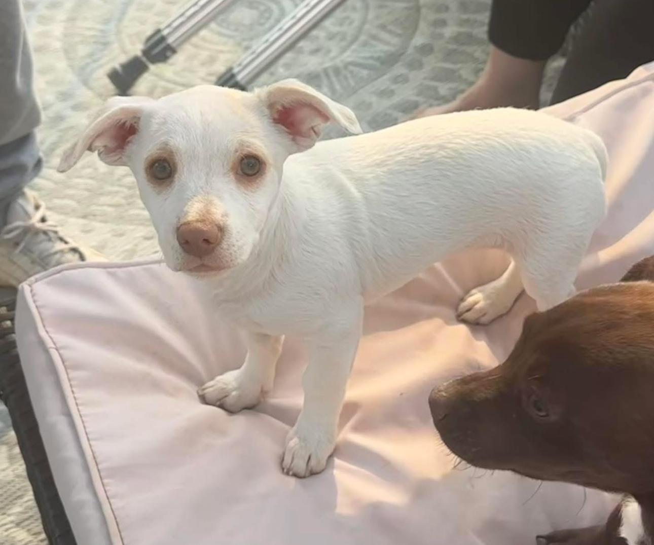 Pearl & Rocco
