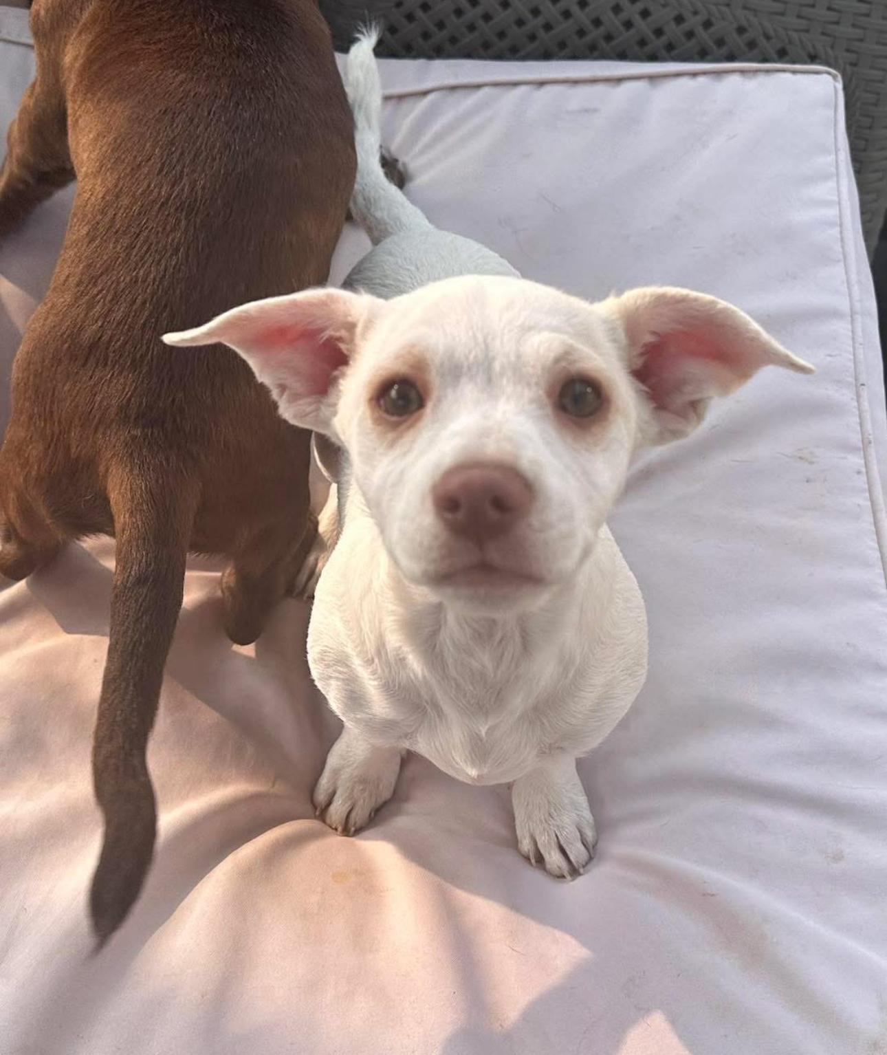 Pearl & Rocco