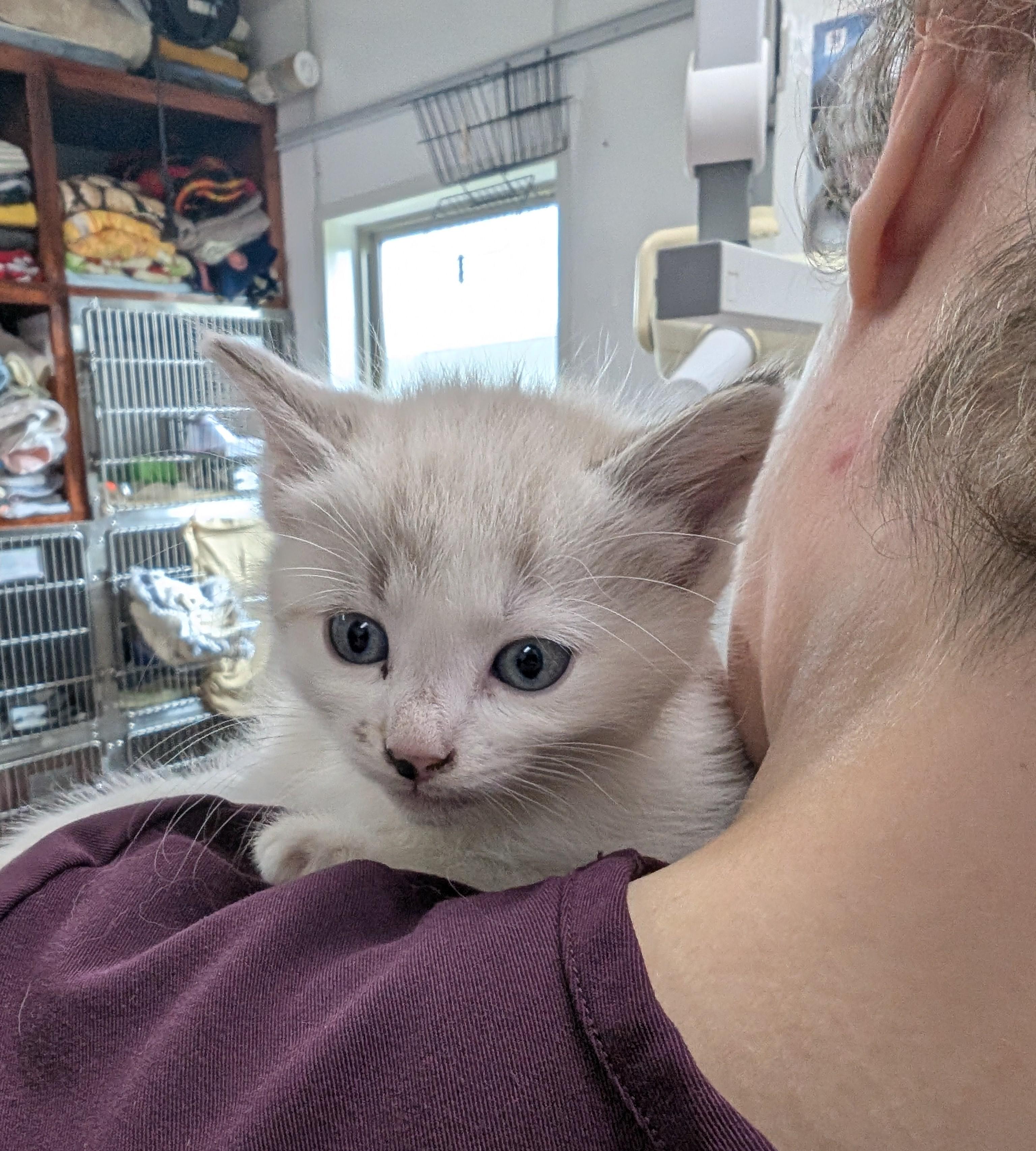 Enlarge Sophie, a Adoptable Domestic Short Hair in Cottonwood, MN image 1/1