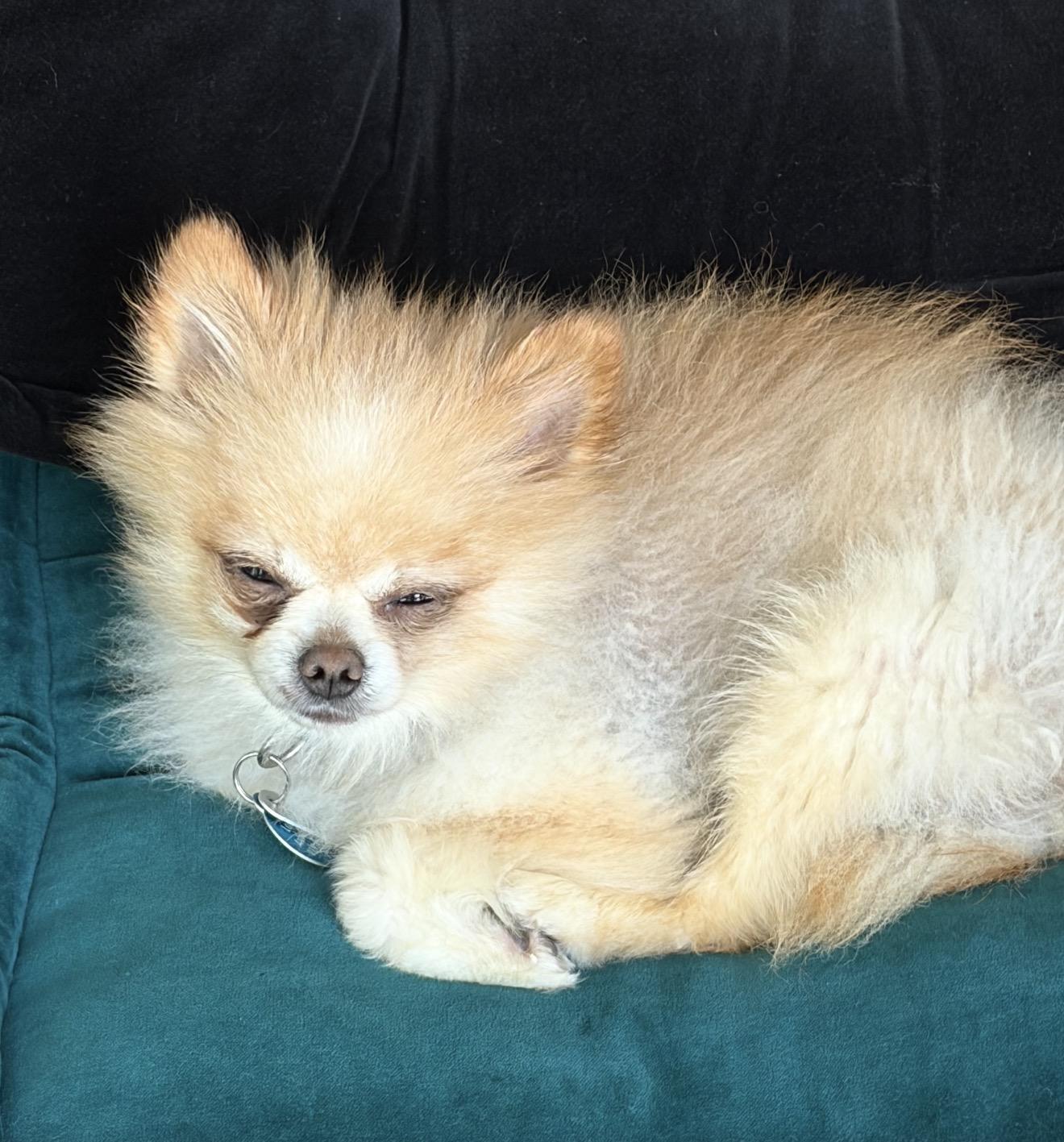 Dante, a Adoptable Pomeranian in Hillsborough, NC image 1/2