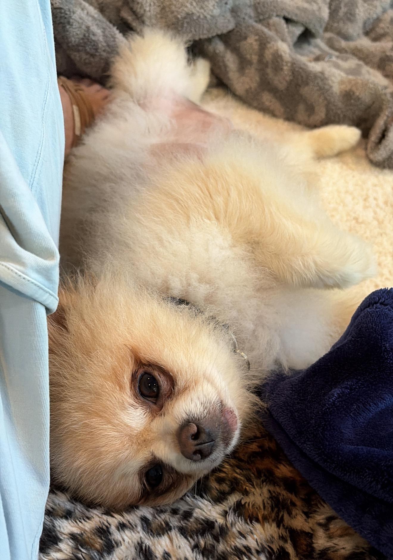 Dante, a Adoptable Pomeranian in Hillsborough, NC image 2/2
