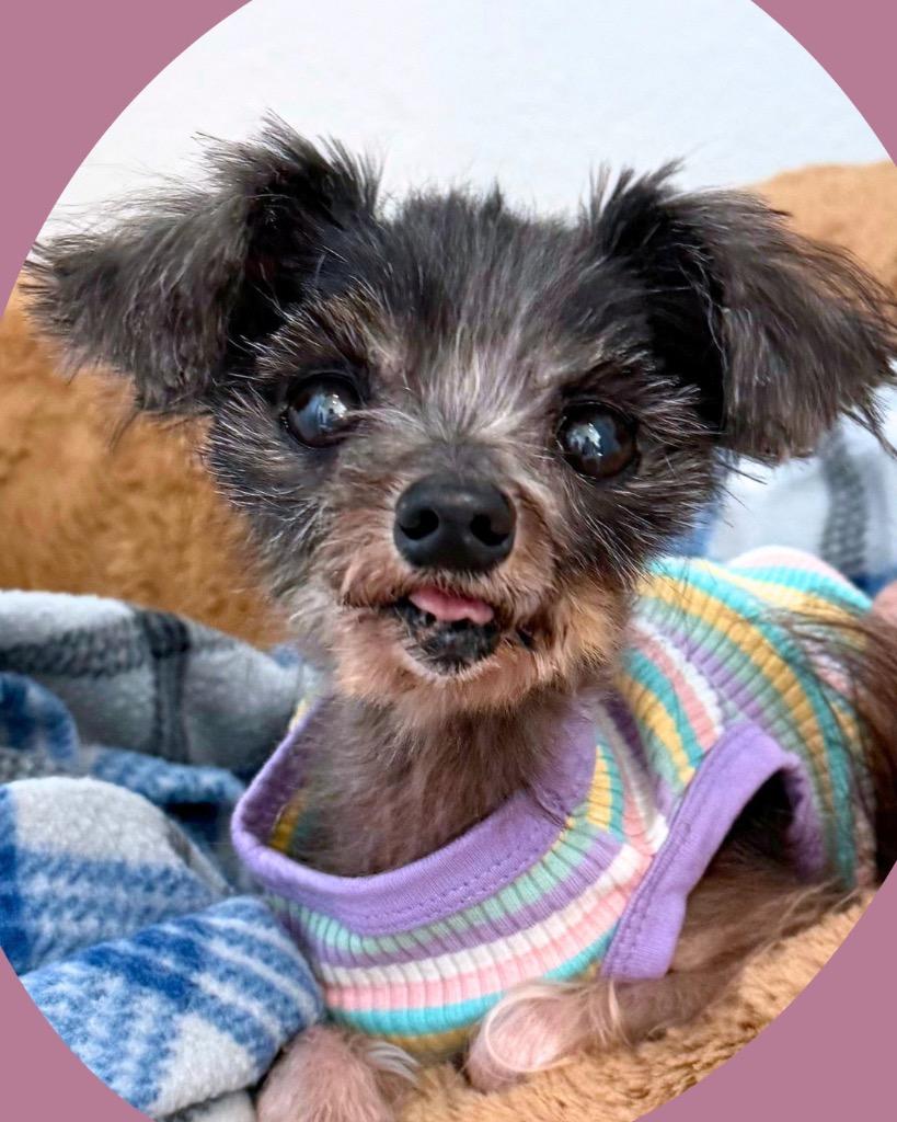 Rumi, Adoptable, Senior Female Shih Tzu & Yorkshire Terrier.