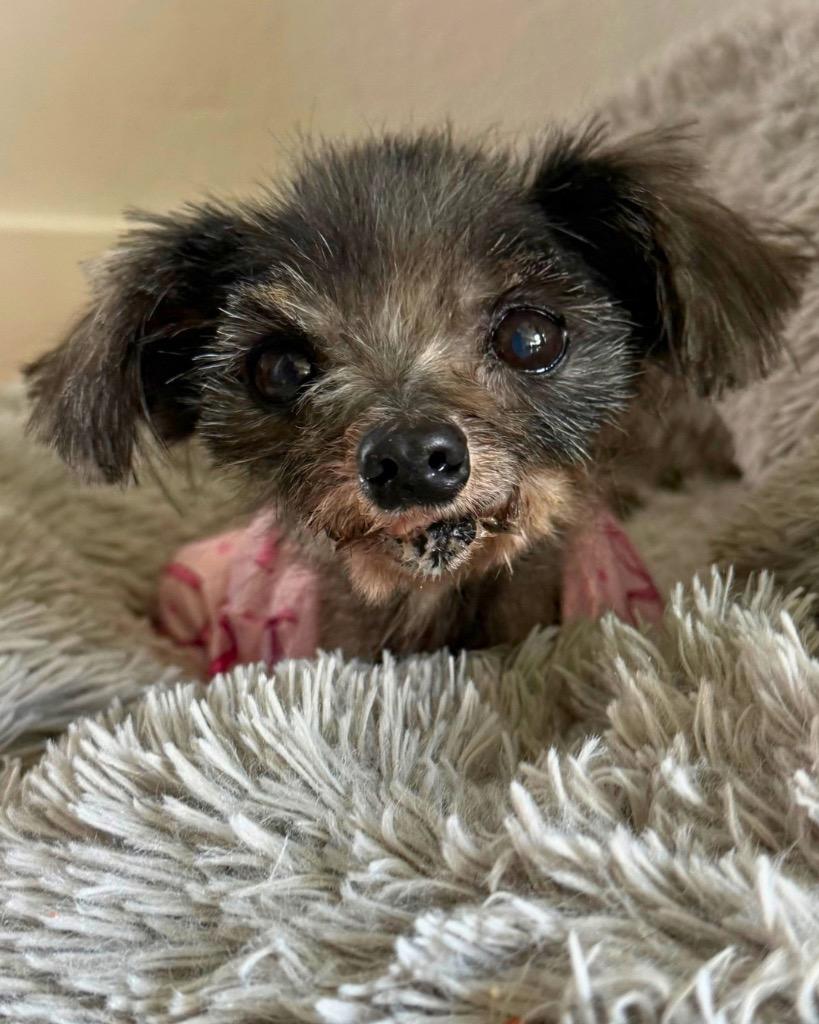Enlarge Rumi, a Adoptable mixed breed in Bryan, TX image 2/6