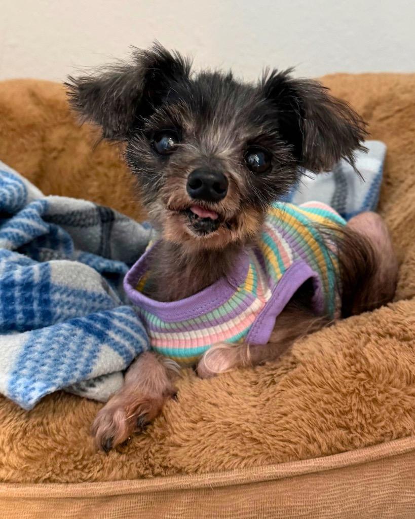 Enlarge Rumi, a Adoptable mixed breed in Bryan, TX image 3/6
