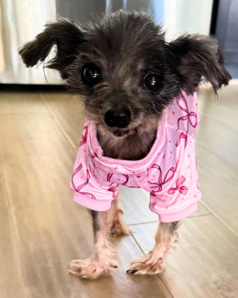 Enlarge Rumi, a Adoptable mixed breed in Bryan, TX image 5/6