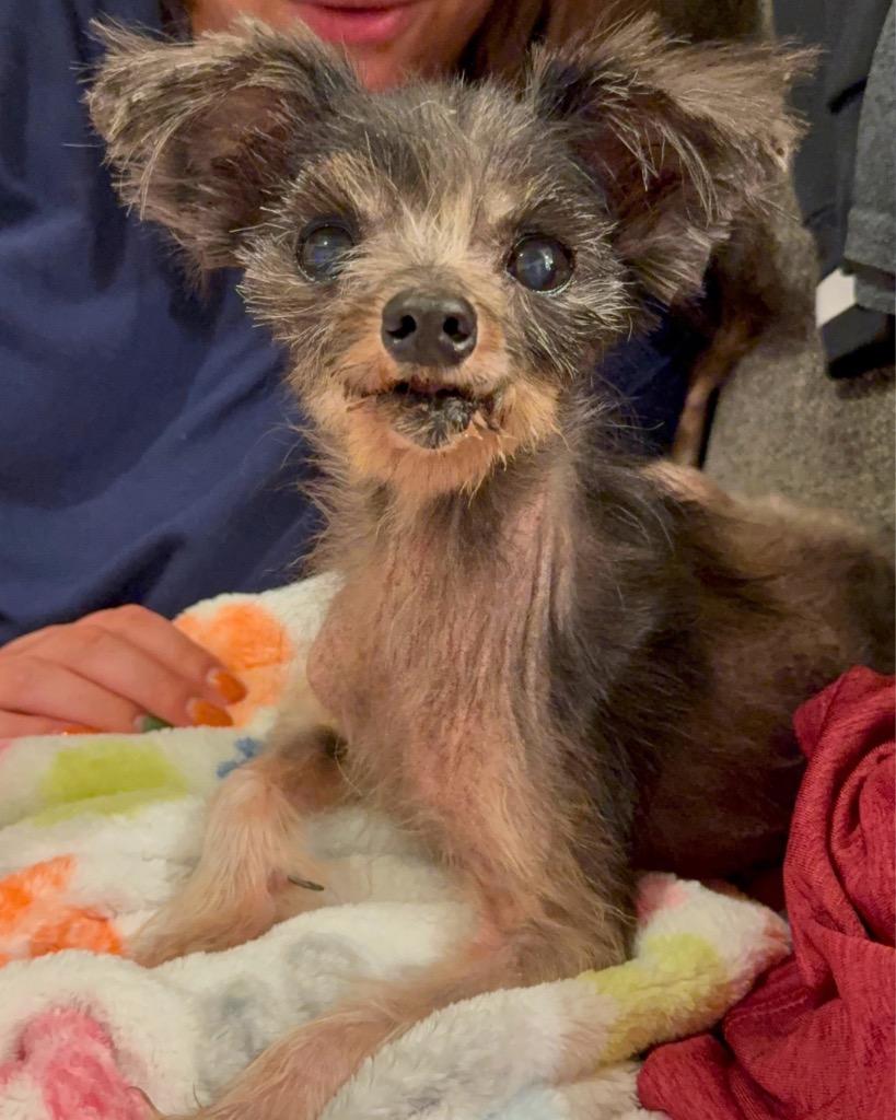 Enlarge Rumi, a Adoptable mixed breed in Bryan, TX image 6/6