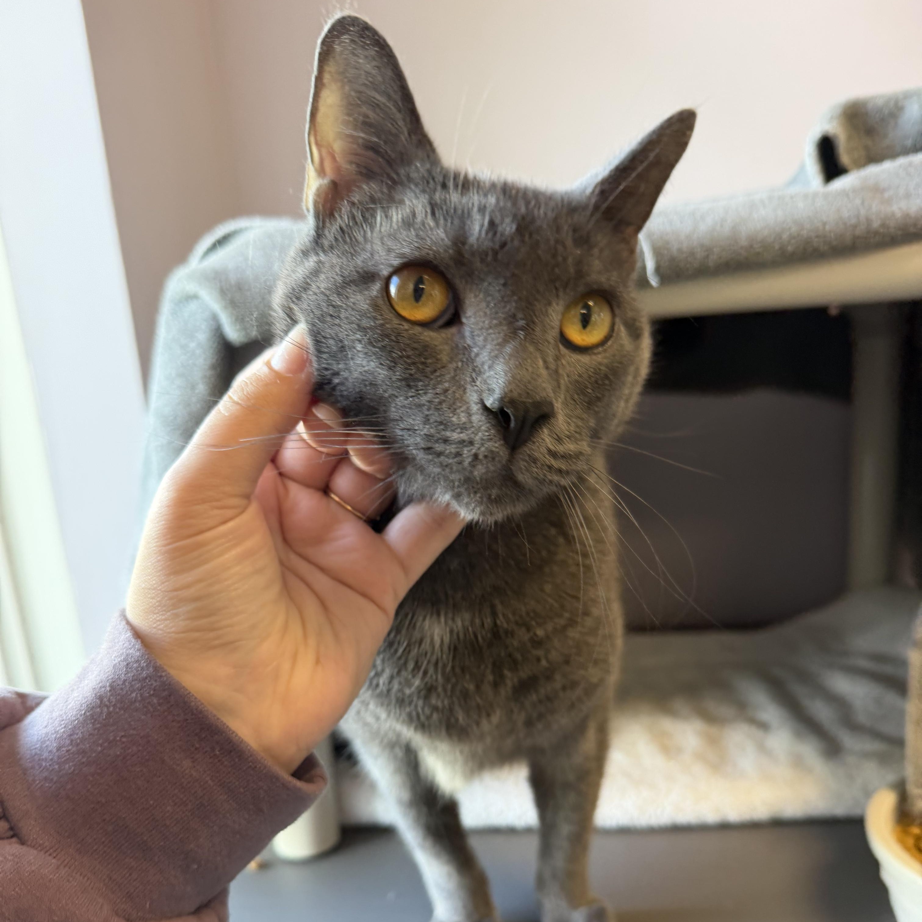 Smokey, Adoptable, Young Male Domestic Short Hair.