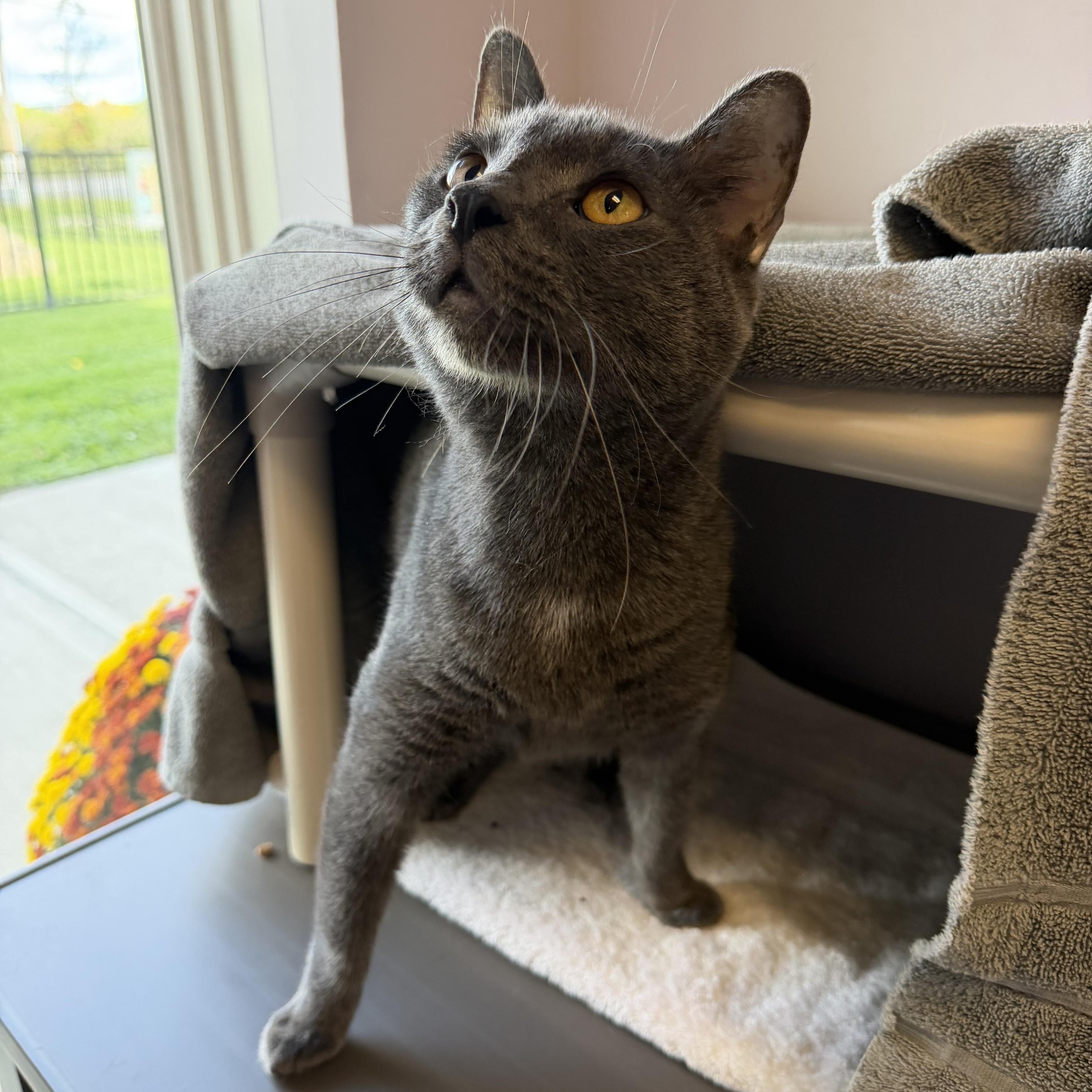 Enlarge Smokey, a Adoptable Domestic Short Hair in Cooperstown, NY image 3/3