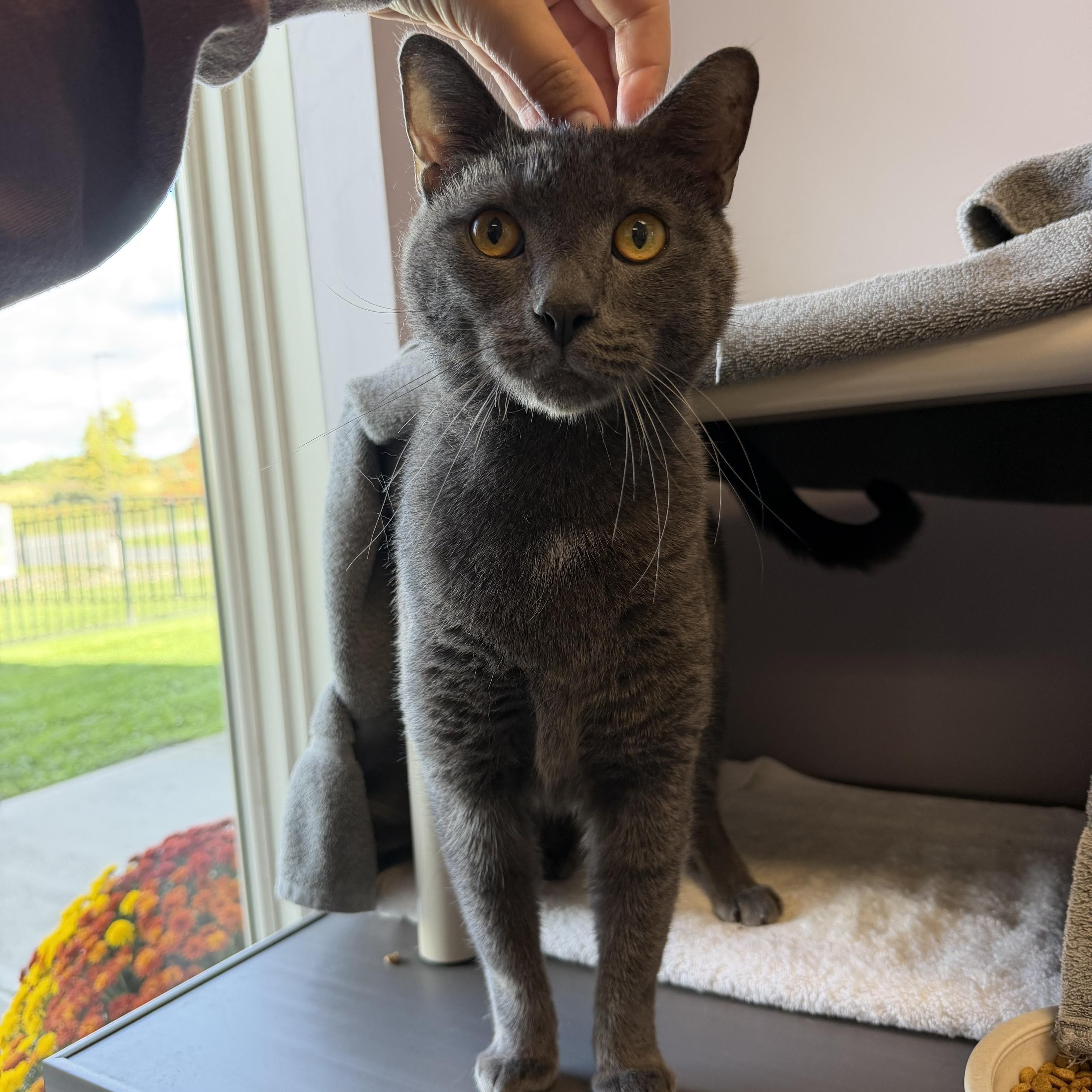 Enlarge Smokey, a Adoptable Domestic Short Hair in Cooperstown, NY image 2/3