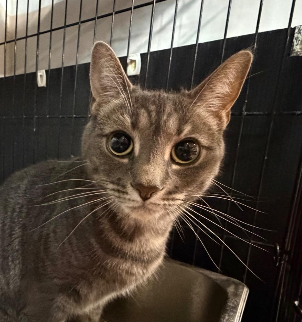 Luna, Adoptable, Young Female Domestic Short Hair.