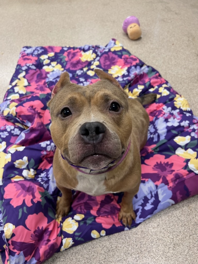 Miss Piggy, Adopted, Adult Female Pit Bull Terrier.