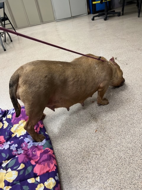 Miss Piggy, a Adopted mixed breed in Teterboro, NJ image 2/3