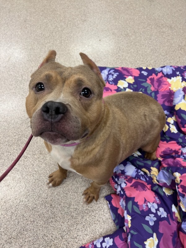 Miss Piggy, a Adopted mixed breed in Teterboro, NJ image 3/3