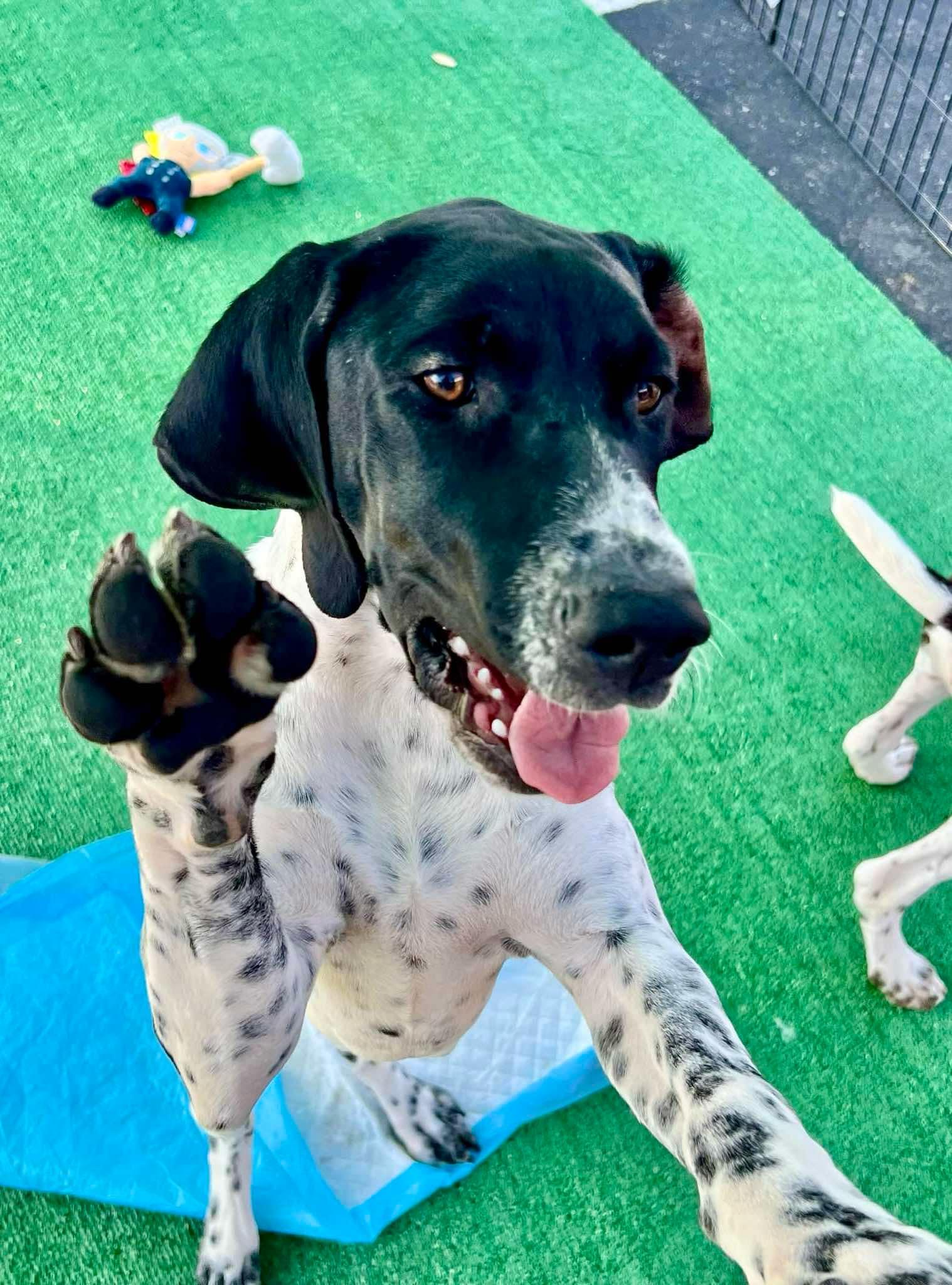 Walker Playes, Adoptable, Young Male German Shorthaired Pointer.