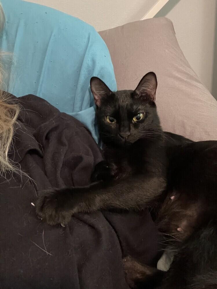 Tate, Adoptable, Adult Female American Shorthair.