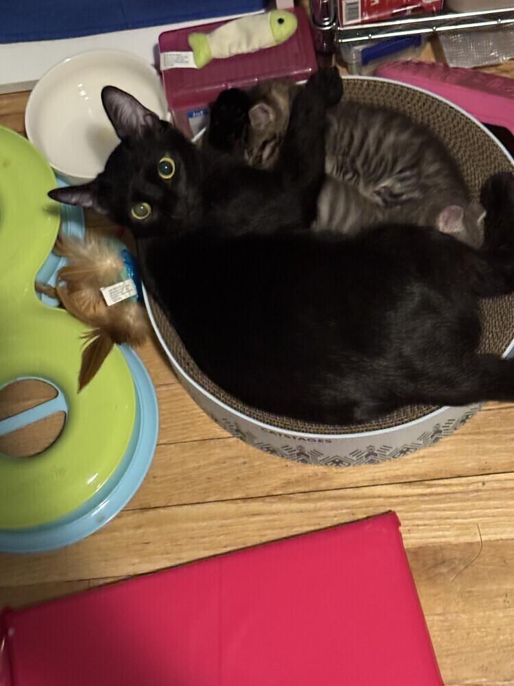 Enlarge Tate, a Adoptable American Shorthair in Ronkonkoma, NY image 2/5