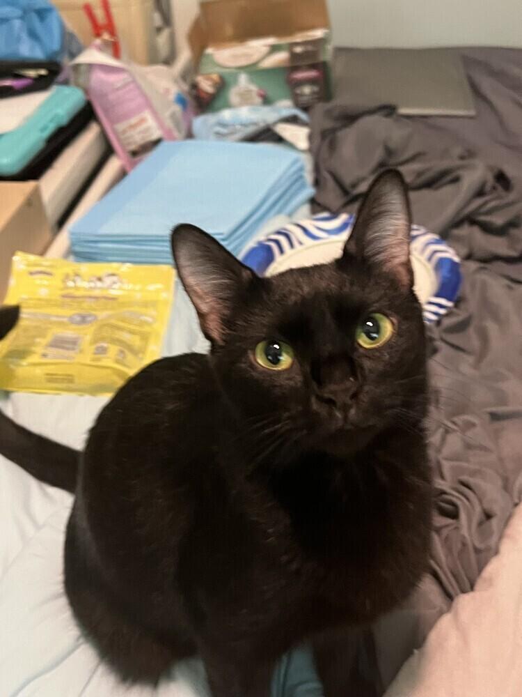 Enlarge Tate, a Adoptable American Shorthair in Ronkonkoma, NY image 3/5