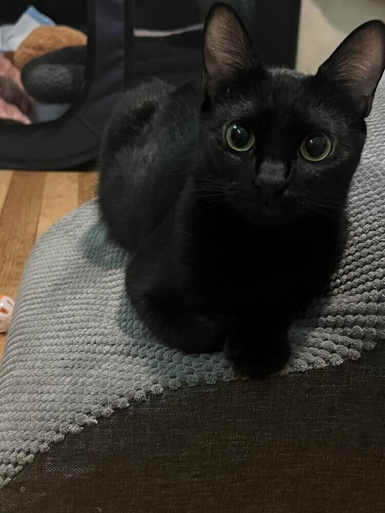 Enlarge Tate, a Adoptable American Shorthair in Ronkonkoma, NY image 4/5