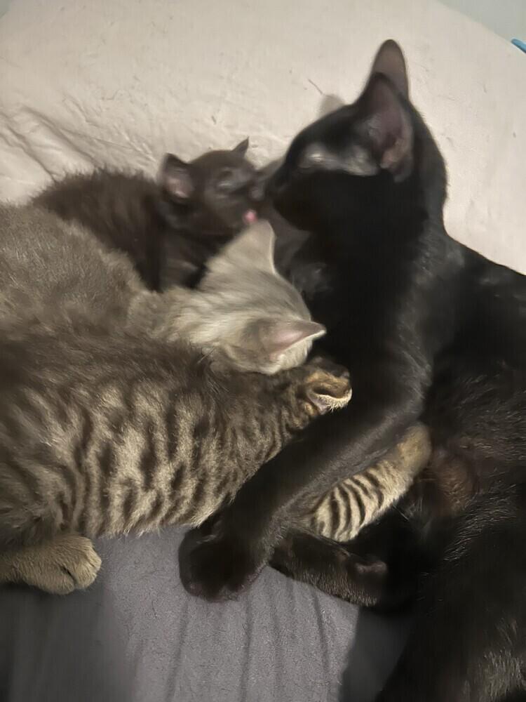 Enlarge Tate, a Adoptable American Shorthair in Ronkonkoma, NY image 5/5