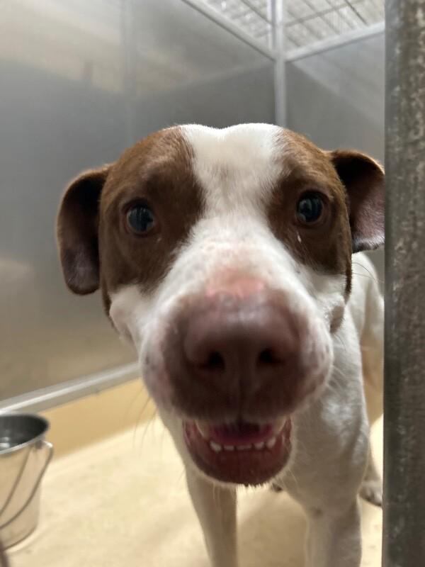 Enlarge Toffee, a Adoptable Pit Bull Terrier in Burgaw, NC image 1/1