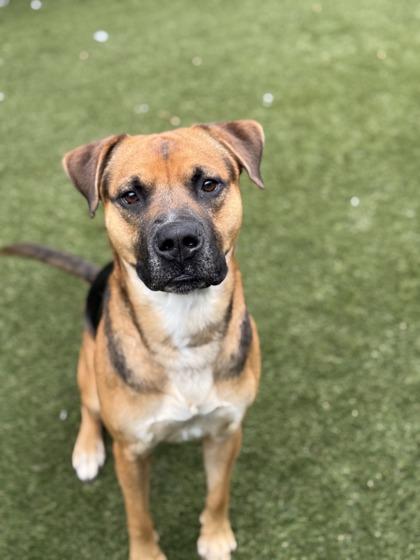 Tuesday, Adoptable, Adult Male Mixed Breed & Mixed Breed.