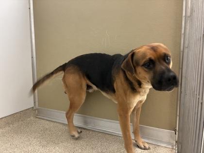 Enlarge Tuesday, a Adoptable mixed breed in Lafayette, IN image 2/2