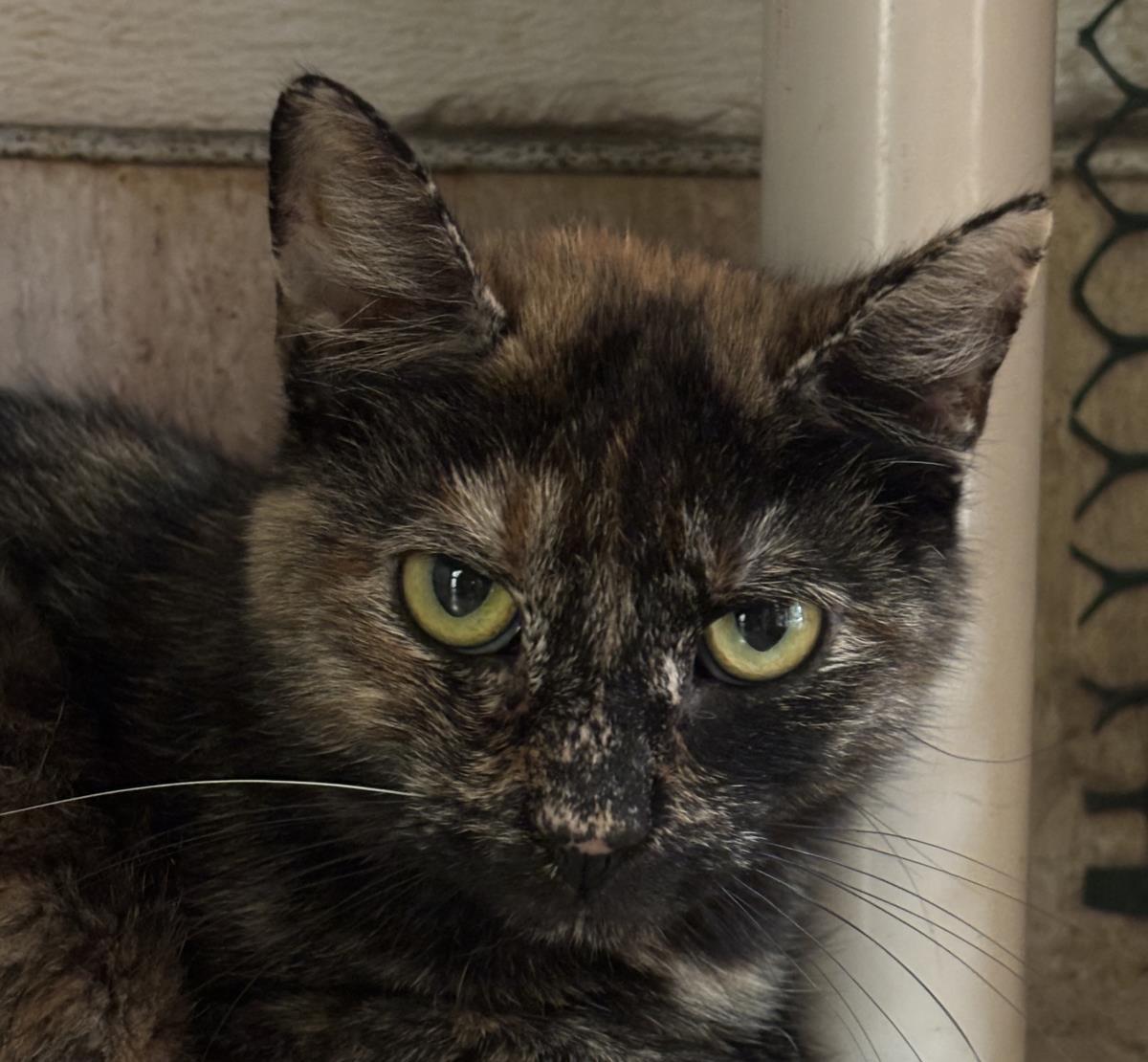 Enlarge Isabella, a Adoptable mixed breed in Beacon, NY image 1/2