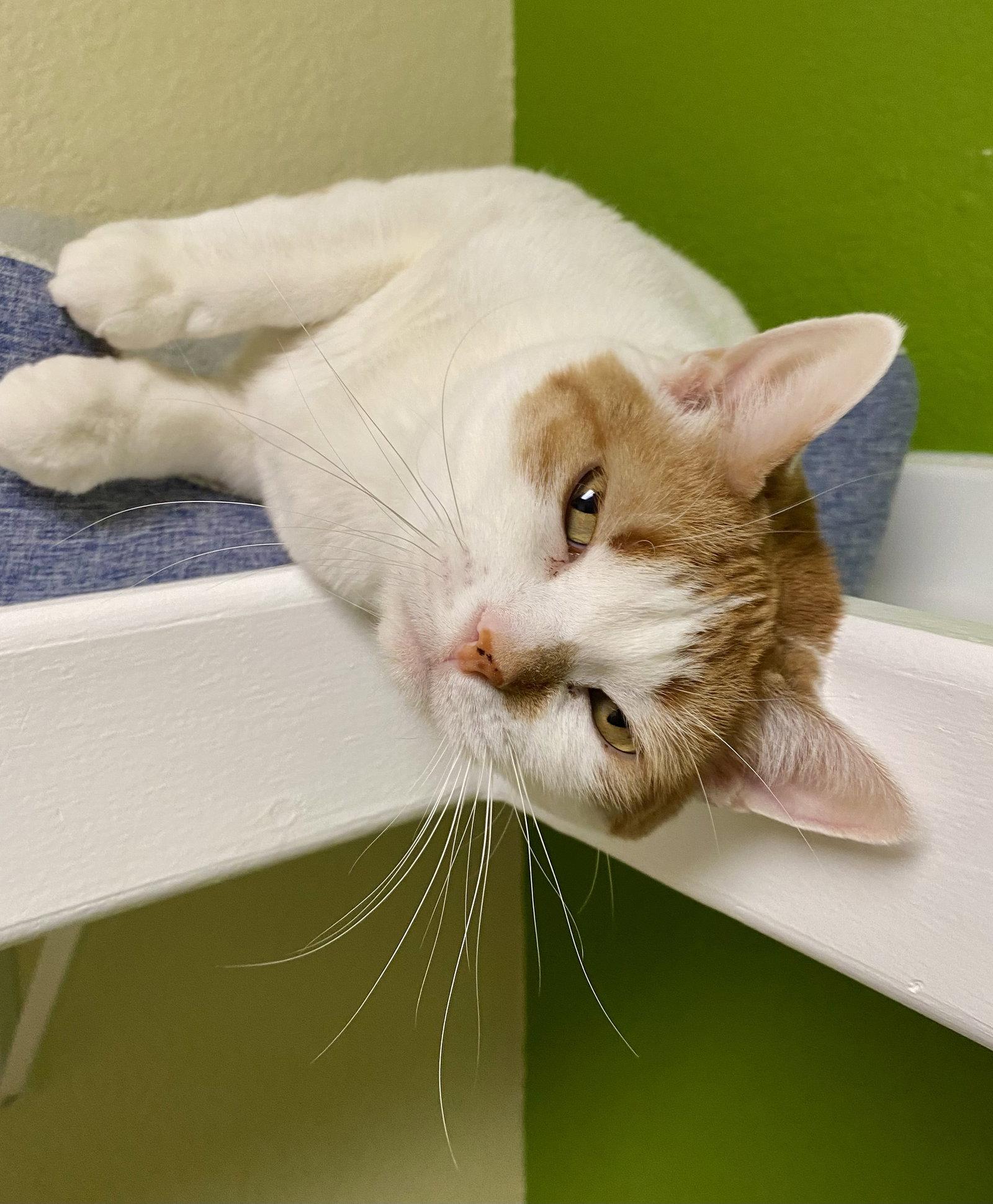 Enlarge Luna, a Adoptable mixed breed in Fargo, ND image 1/2