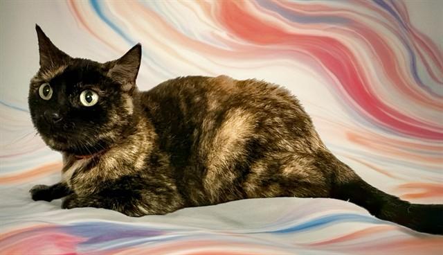 FROSTY, Adoptable, Adult Female Domestic Short Hair.