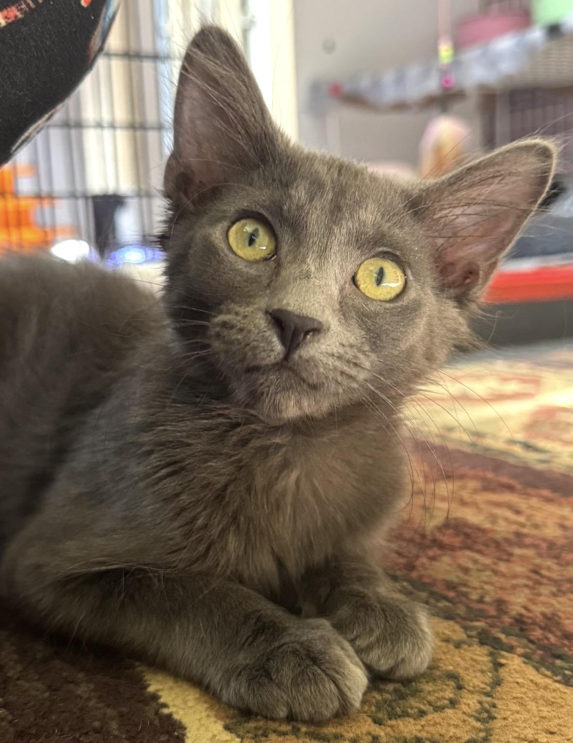 Enlarge Krispy, a Adopted Domestic Medium Hair in Wasilla, AK image 1/2