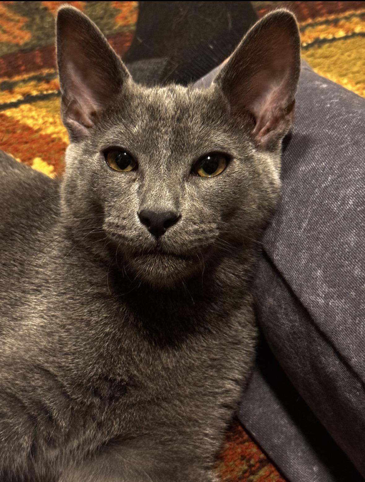 Enlarge Krispy, a Adopted Domestic Medium Hair in Wasilla, AK image 2/2