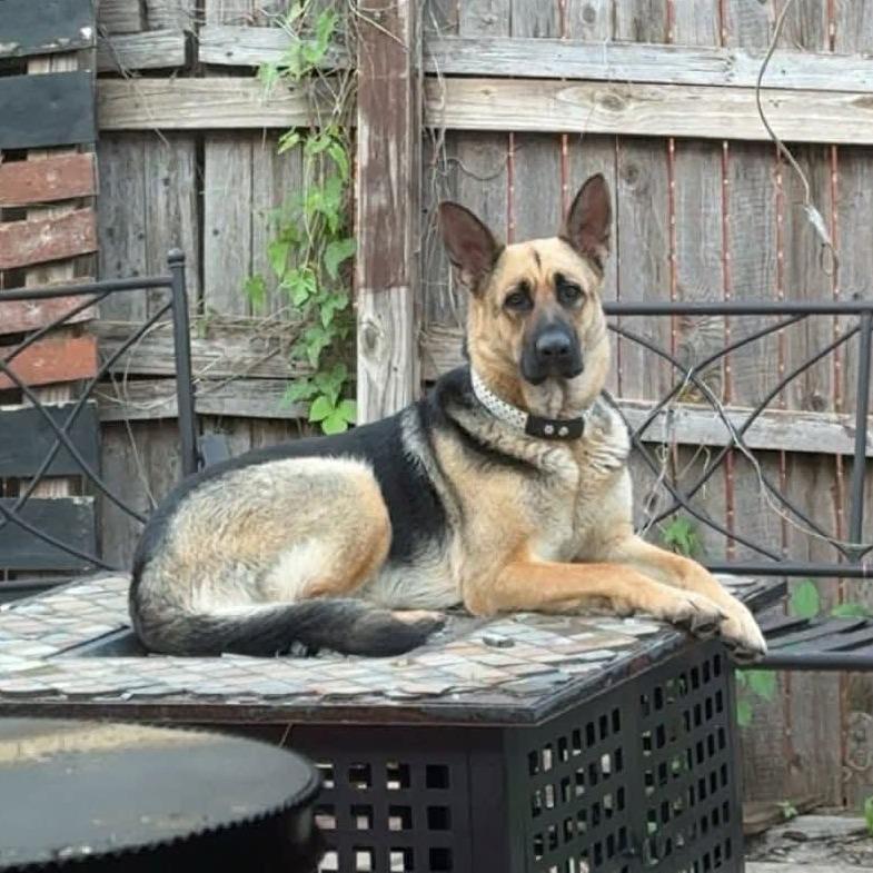 Mela, Adoptable, Adult Female German Shepherd Dog.
