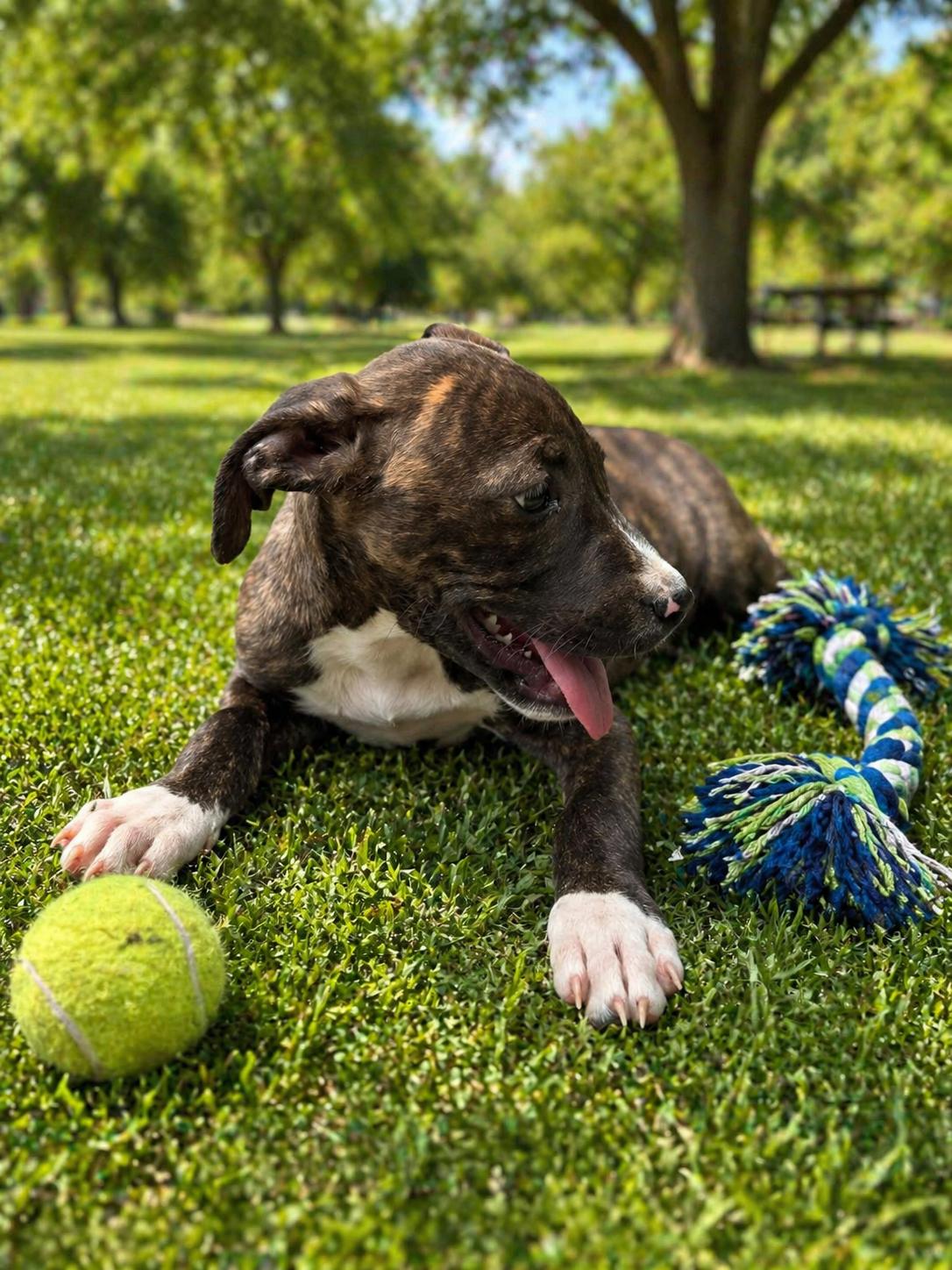 Enlarge Cocoa, a Adoptable mixed breed in Westport, MA image 2/4