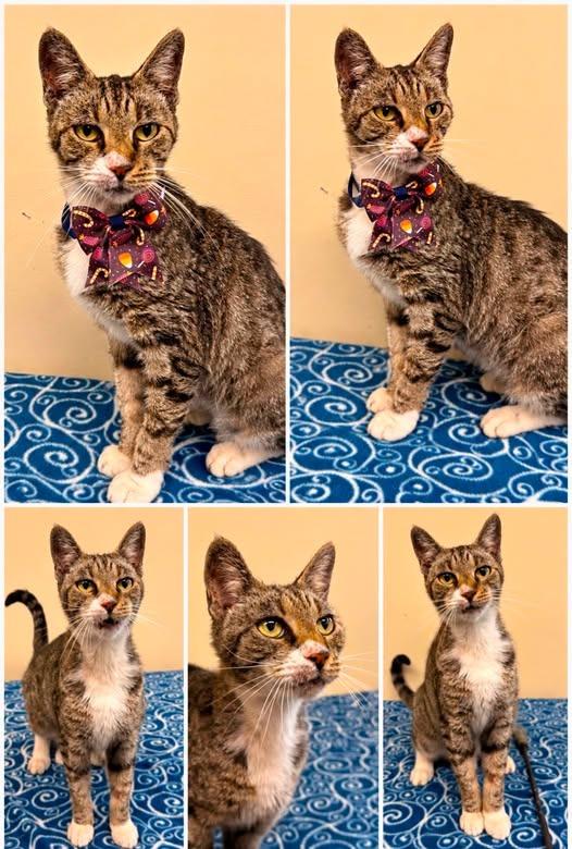 Minnie, Adoptable, Adult Female Domestic Short Hair.