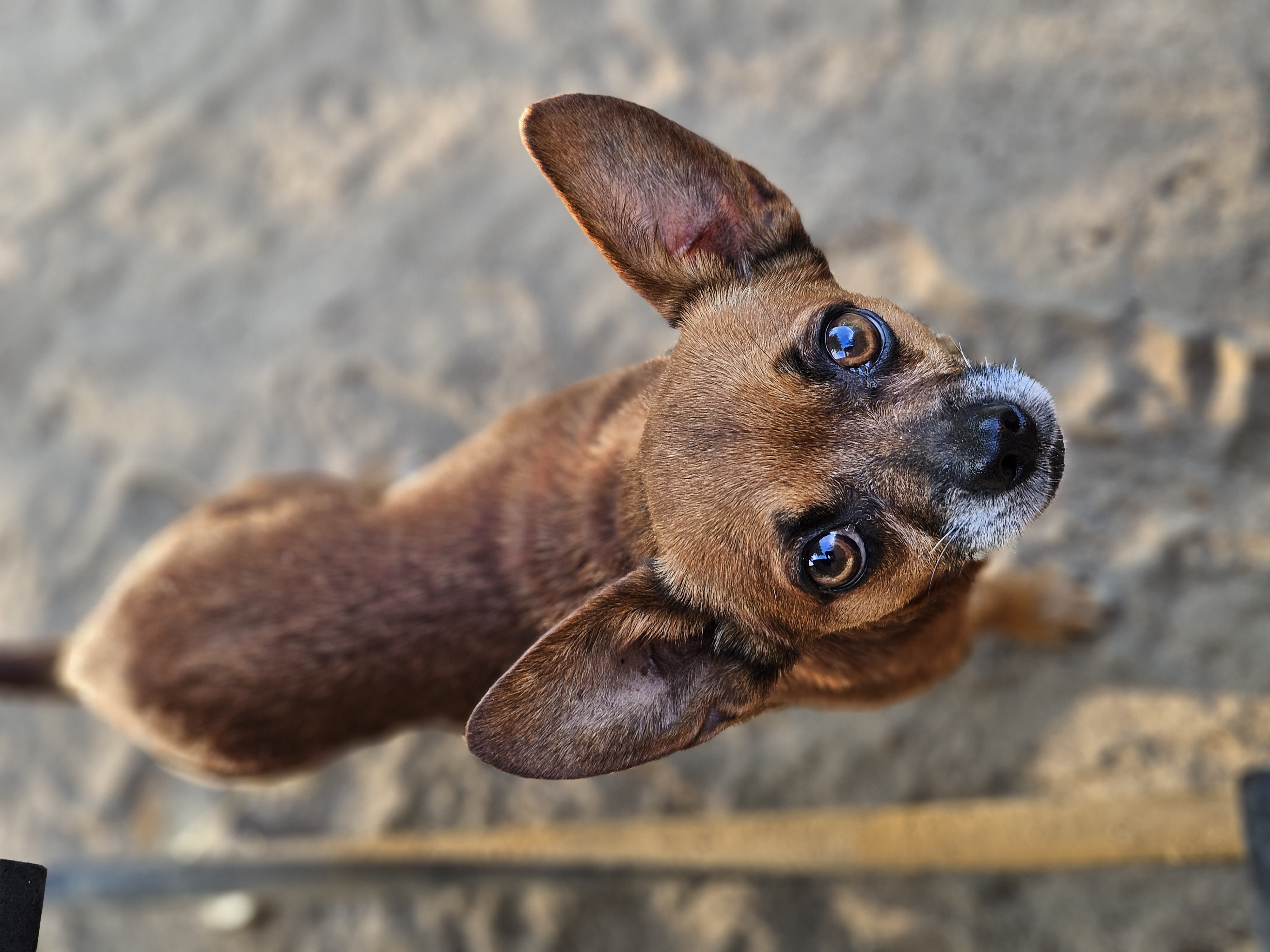 Utah, a Adopted mixed breed in Selma, CA image 3/5