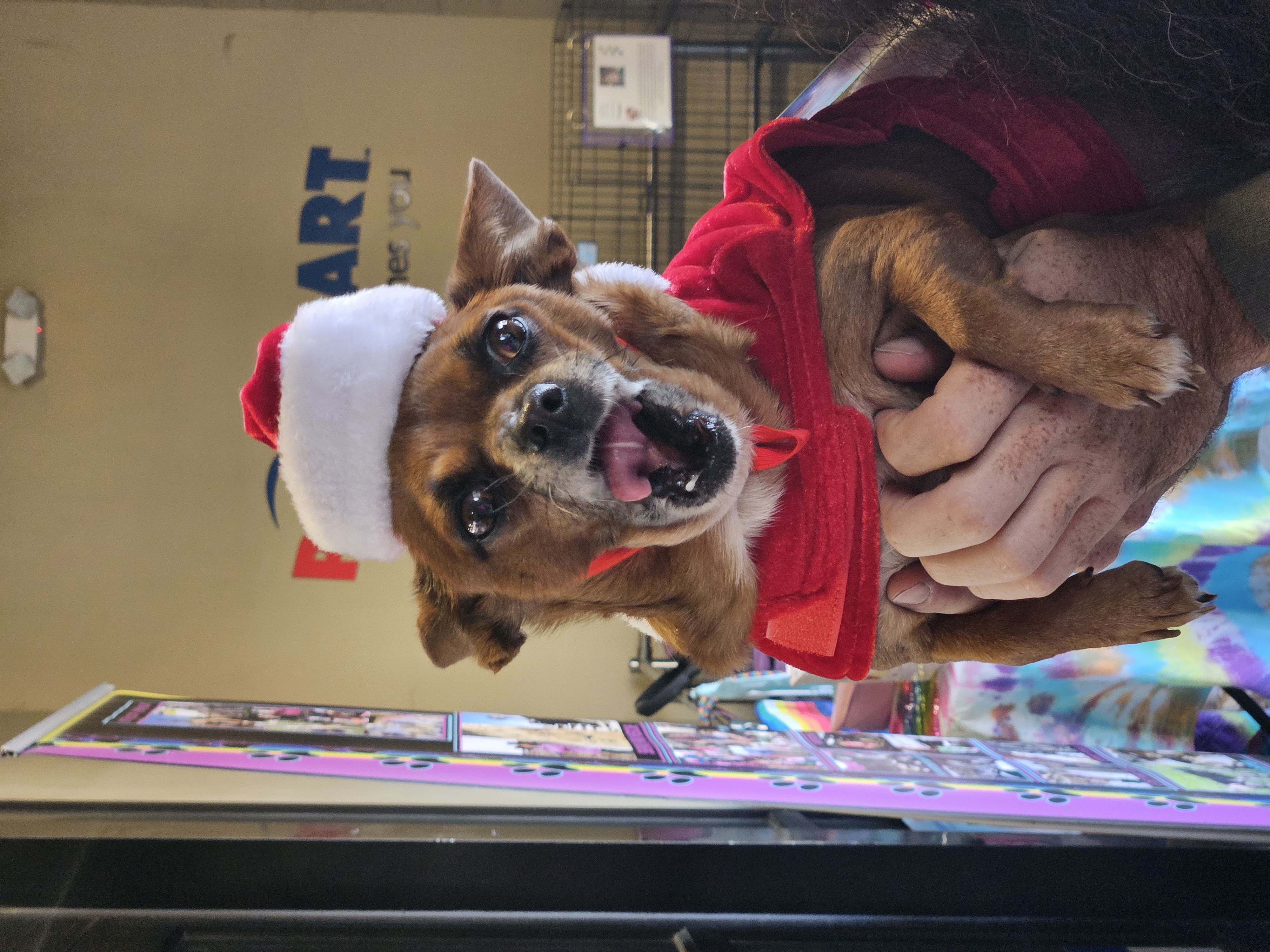 Utah, a Adopted mixed breed in Selma, CA image 2/5