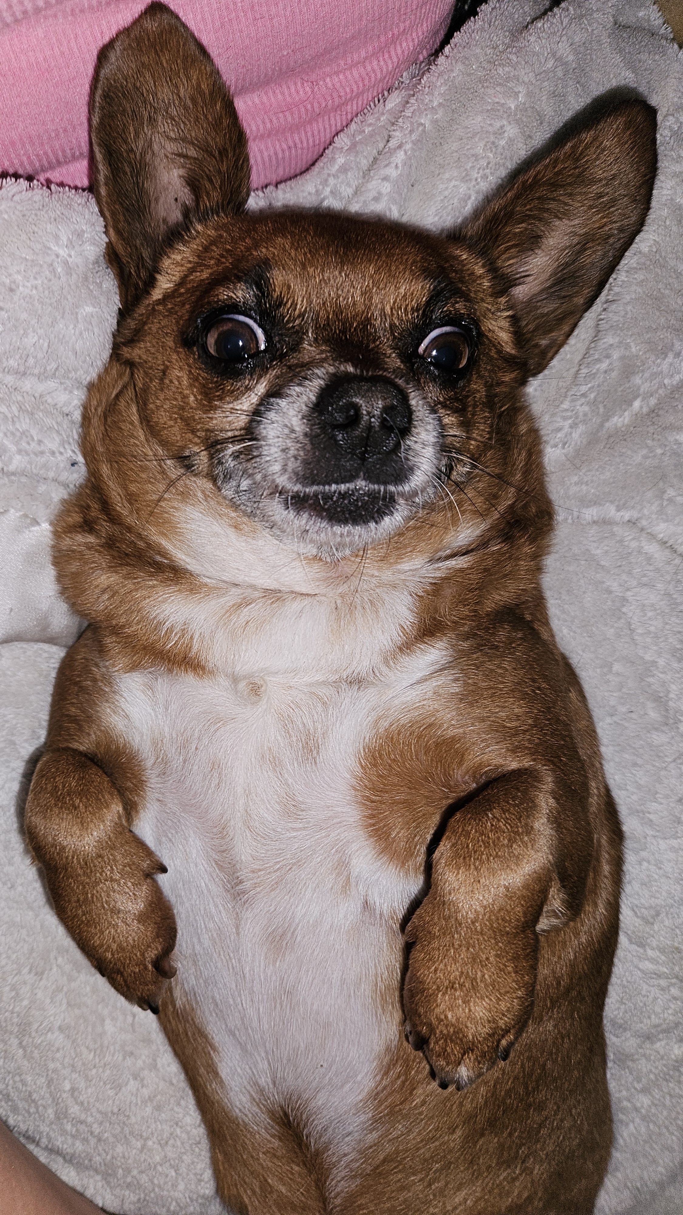 Utah, a Adopted mixed breed in Selma, CA image 4/5